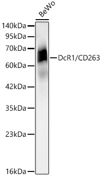 DcR1/CD263 Monoclonal Antibody [7M1N9]
