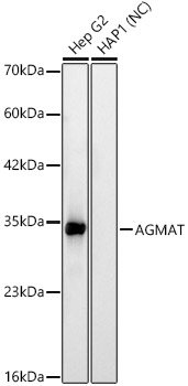 AGMAT Monoclonal Antibody [0E8Y5]&nbsp;<img src="images/icon_newarrival.gif" alt="new" border="0">