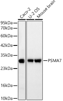 PSMA7 Monoclonal Antibody [1D2J3]