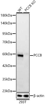 PCCB Monoclonal Antibody [3S9V8]