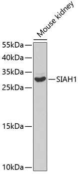 SIAH1 Polyclonal Antibody
