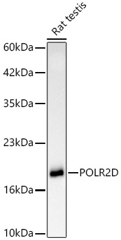 POLR2D Monoclonal Antibody [4Z4K10]