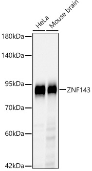 ZNF143 Monoclonal Antibody [4K1I1]