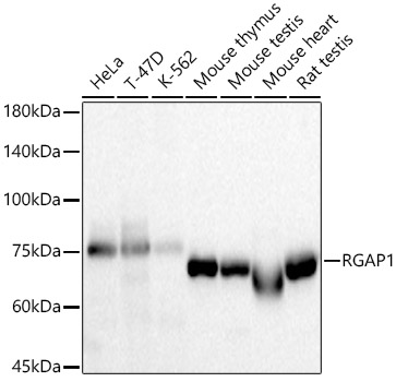 RGAP1 Monoclonal Antibody [3B5F3]