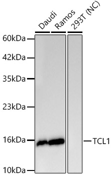 TCL1 Monoclonal Antibody [5B0N2]