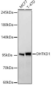 DHTKD1 Monoclonal Antibody [8Z5I0]