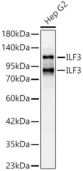 ILF3 Polyclonal Antibody