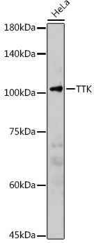 TTK Polyclonal Antibody