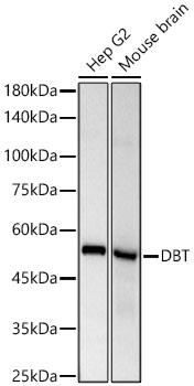 DBT Monoclonal Antibody [8B8M7]