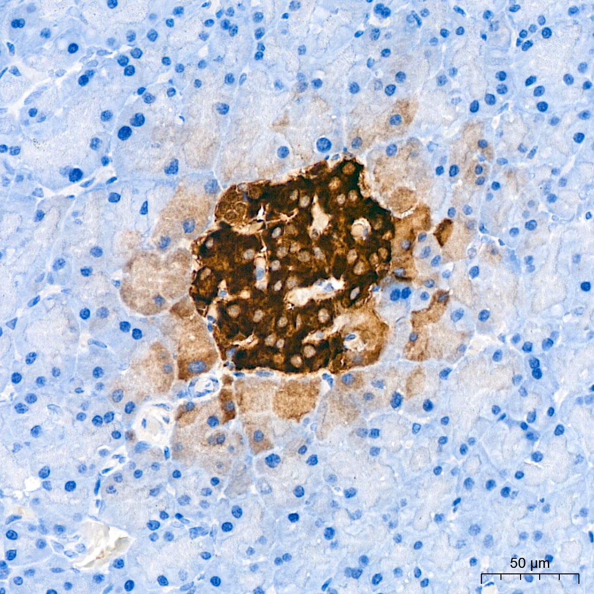 C-Peptide Monoclonal Antibody [8A8H7]
