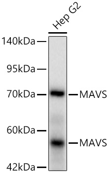 MAVS Monoclonal Antibody [4F2S2]