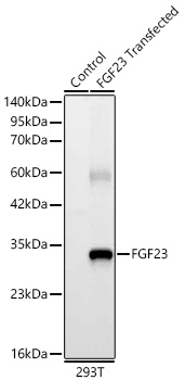 FGF23 Monoclonal Antibody [7I8L4]