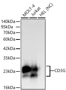 CD3G Monoclonal Antibody [1D7W7]