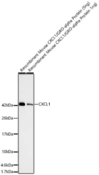 CXCL1 Monoclonal Antibody [5G10O2]