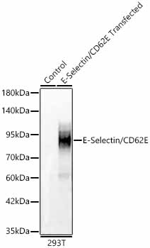 E-Selectin/CD62E Polyclonal Antibody