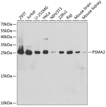 PSMA2 Polyclonal Antibody