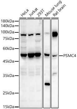 PSMC4 Polyclonal Antibody