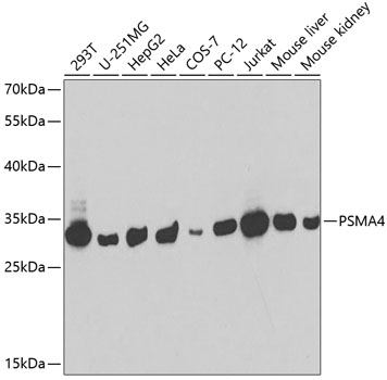 PSMA4 Polyclonal Antibody