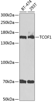 TCOF1 Polyclonal Antibody