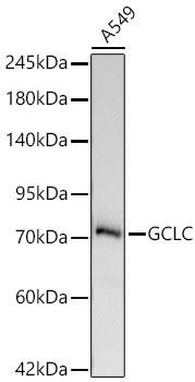 GCLC Monoclonal Antibody [3O3O1]