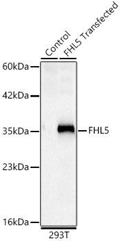 FHL5 Monoclonal Antibody [5R9G7]