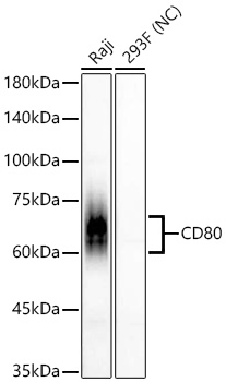 CD80 Monoclonal Antibody [2R2K1]