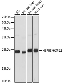 HSPB8/HSP22 Polyclonal Antibody