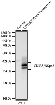 CD335/NKp46 Monoclonal Antibody [5Z10N9]