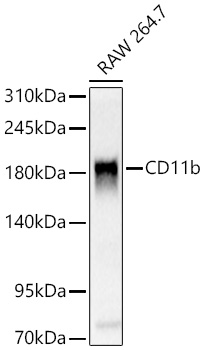 CD11b Polyclonal Antibody