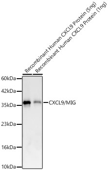 CXCL9/MIG Monoclonal Antibody [7T5G5]