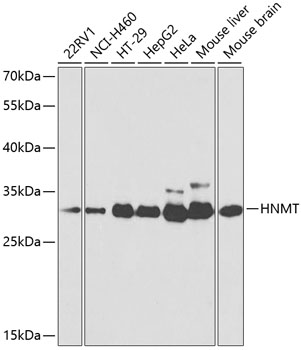HNMT Polyclonal Antibody