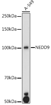 NEDD9 Polyclonal Antibody