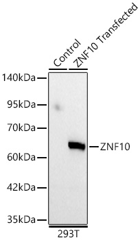 ZNF10 Polyclonal Antibody