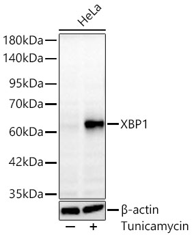 XBP1 Monoclonal Antibody [1S7A2]