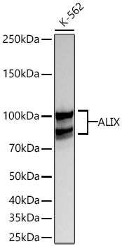 ALIX Monoclonal Antibody [4D5V2]