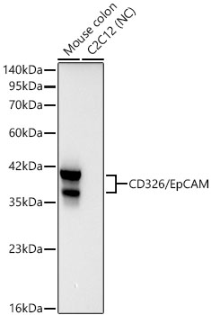 CD326/EpCAM Monoclonal Antibody [5J1C7]