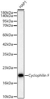 Cyclophilin F Monoclonal Antibody [5F2L7]