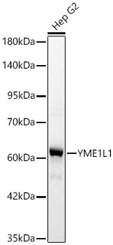 YME1L1 Monoclonal Antibody [3X2T3]