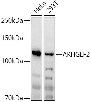 ARHGEF2 Polyclonal Antibody