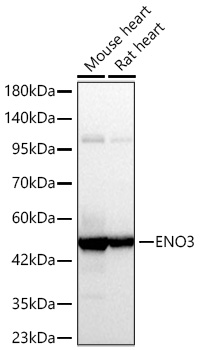 ENO3 Monoclonal Antibody [6N4Y5]