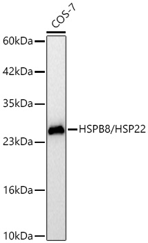 HSPB8/HSP22 Monoclonal Antibody [9F3W3]