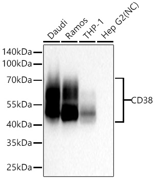 CD38 Monoclonal Antibody [3B2M7]