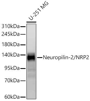 Neuropilin-2/NRP2 Monoclonal Antibody [5S4S8]