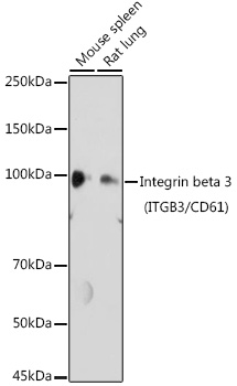 Integrin beta 3 (ITGB3/CD61) Polyclonal Antibody