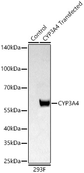 CYP3A4 Polyclonal Antibody