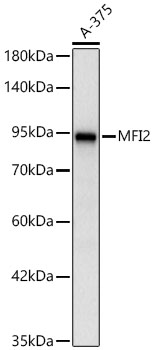 MFI2 Monoclonal Antibody [6K9V3]