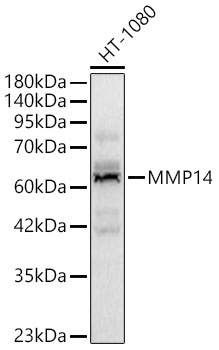 MMP14 Polyclonal Antibody
