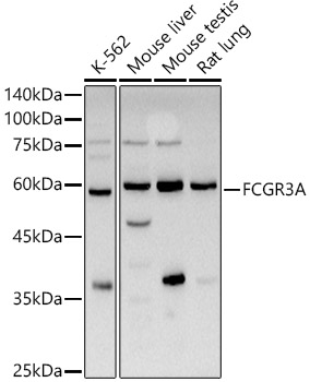 FCGR3A Polyclonal Antibody