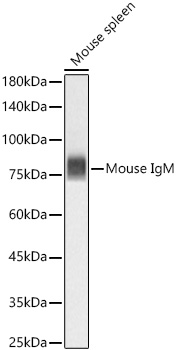 Mouse IgM Monoclonal Antibody [3I1E10]