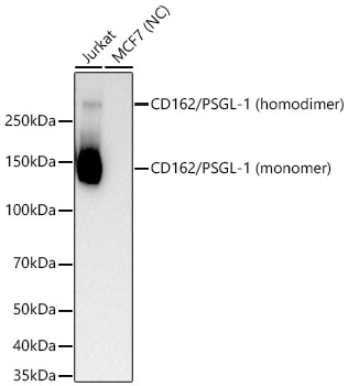 CD162/PSGL-1 Monoclonal Antibody [5A9D9]
